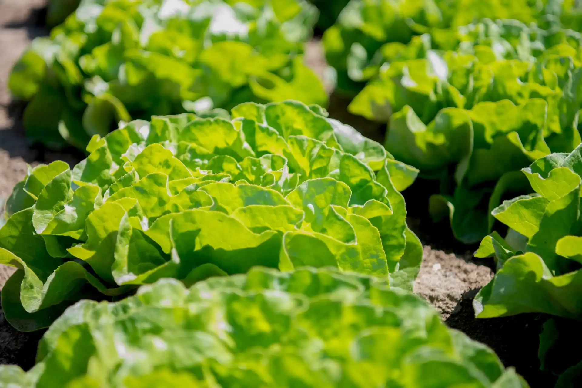 Produzenten ja zu nah